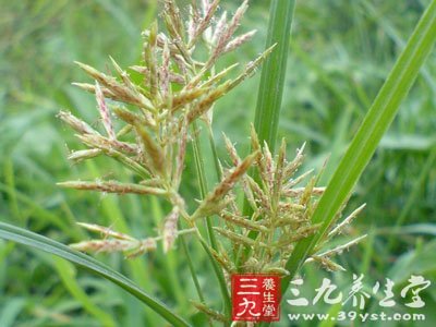 狼毒属多年生草本植物.根入药,有祛痰,消积,止痛之功能,外敷可治疥癣.